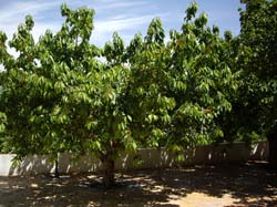 Casas Rurales "EL PIPI"