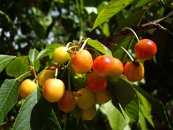 CASAS RURALES "EL PIPI"