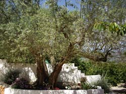 Casas Rurales "EL PIPI"