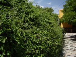 Casas Rurales "EL PIPI"