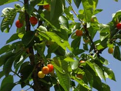 Casas Rurales "EL PIPI"