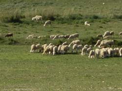 Campo de San Juan - ALOJAMIENTOS RURALES "LA ERMITA"